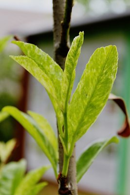 Laurocerasus officinallis 'Marbled White' - bobkovišeň lékařská - jarní větévka s listy